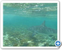 reef shark encounter during snorkel tour
