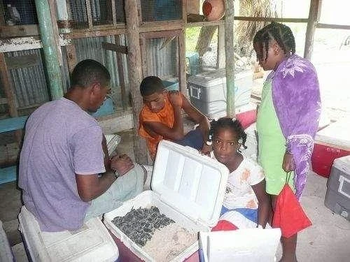 Sea Turtle conservation project on the island of Saona Sea Turtle conservation project on the island of Saona
