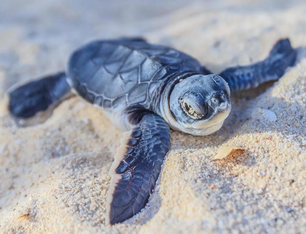 Sea turtle conservation project Sea turtle conservation project