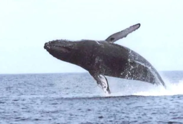 Whale Watching Punta Cana Ingrid