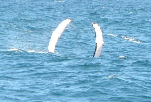 Whales - double pectoralis display