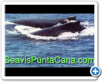 Whale Watching in Punta Cana.