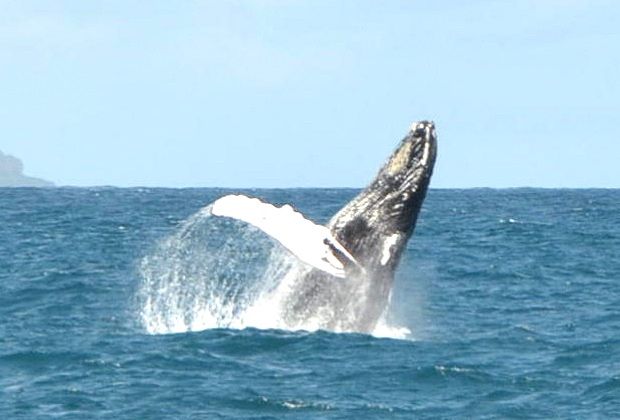 Whale jump close to the boat