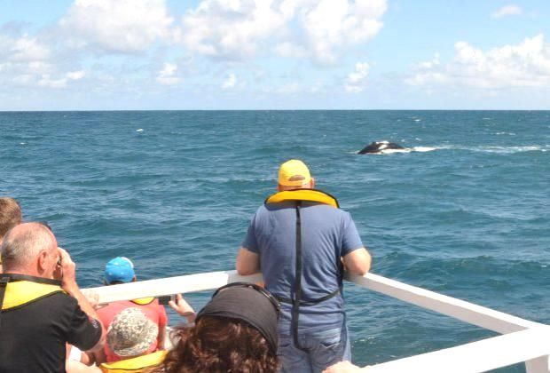 A great Punta Cana Excursion: whale watching in the bay of samana